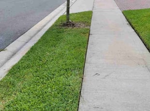 Dale R.'s turf care service result