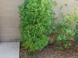 Stephen M.'s Bush Trimming service result