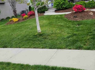 Caitlin S.'s grass maintenance service result