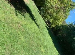 Douglas F.'s lawn care service result