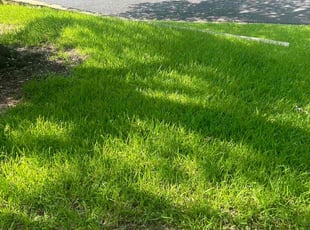 Charlotte T.'s grass maintenance service result