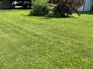 Candia T.'s turf care service result