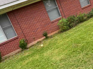 Armina F.'s Bush Trimming service result