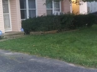 Harry N.'s Bush Trimming service result