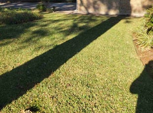 Trevis B.'s lawn maintenance service result