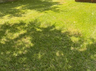 Michael B.'s lawn care services service result