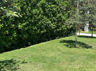 ELIZABETH F.'s lawn care service result