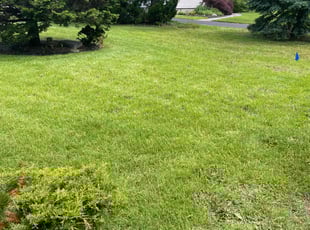 Shannika M.'s lawn care services service result