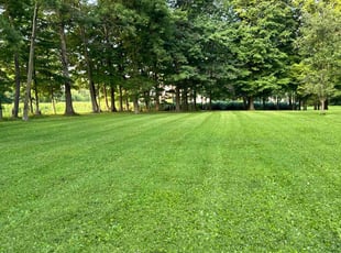 Shane H.'s grass maintenance service result