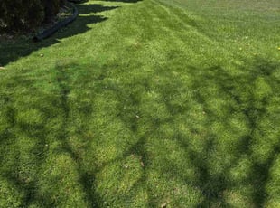 Kayle A.'s turf care service result