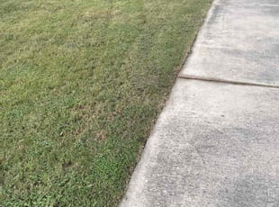 Stephen C.'s grass maintenance service result