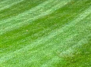 Ben T.'s lawn service service result