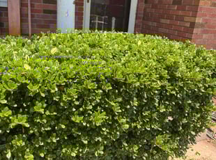 Lance M.'s Bush Trimming service result