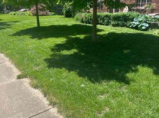 David A.'s turf care service result