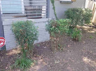 Keith A.'s Bush Trimming service result
