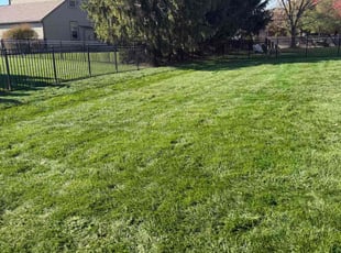 Olivia B.'s turf maintenance service result