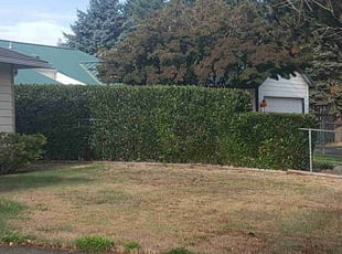 Mary M.'s Bush Trimming service result