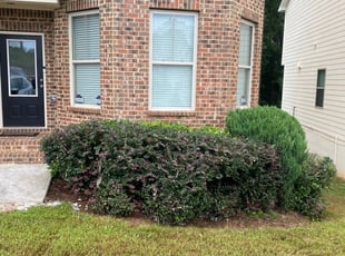 Tod P.'s Bush Trimming service result