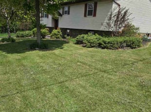 Mike R.'s grass cutting service result