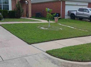 Violeta L.'s turf maintenance service result