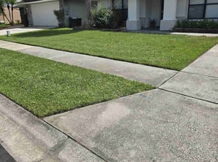 Maisoun H.'s turf care service result