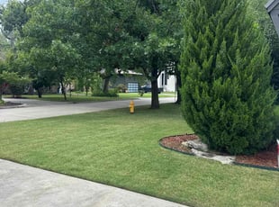 Sandy S.'s lawn service service result