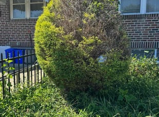 Pam K.'s turf maintenance service result