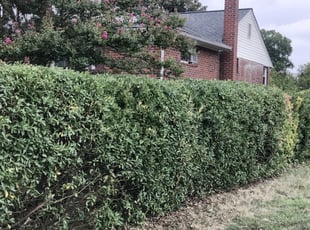 Angel S.'s Bush Trimming service result