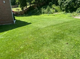 Yvonne C.'s turf care service result