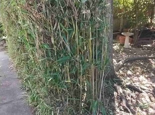 Chee Y.'s grass maintenance service result