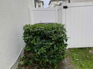 Pearl K.'s Bush Trimming service result