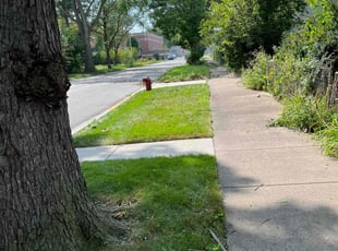 Dean Z.'s grass cutting service result
