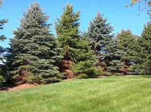 Bhushan K.'s Tree Care service result