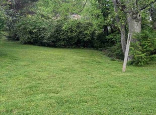 Debbie S.'s grass cutting service result