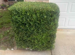 Sabrina S.'s Bush Trimming service result