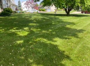 Christopher K.'s lawn service service result