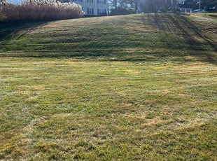 Adeolu F.'s Leaf Removal service result