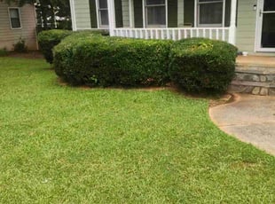 Tiffany A.'s Bush Trimming service result