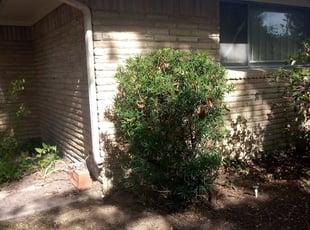 Aaron H.'s Bush Trimming service result