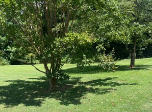 Anthony E.'s turf care service result