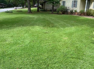 Darius A.'s grass cutting service result