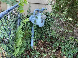 Tiffany R.'s Bush Trimming service result