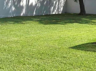 Charlie R.'s grass cutting service result