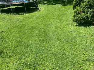 Jaimie D.'s grass cutting service result