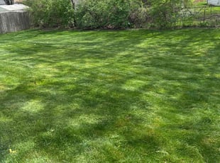 Mark K.'s lawn care service result