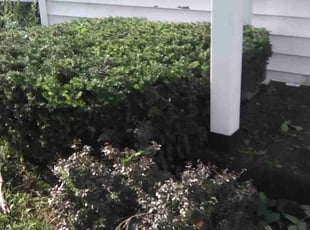 Maria M.'s Bush Trimming service result