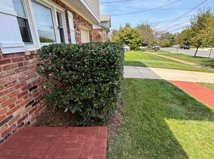 Erin P.'s Bush Trimming service result