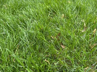 Diana H.'s turf care service result