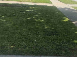 Matthew H.'s lawn care service result