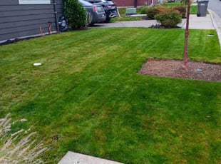 Dan R.'s grass cutting service result
